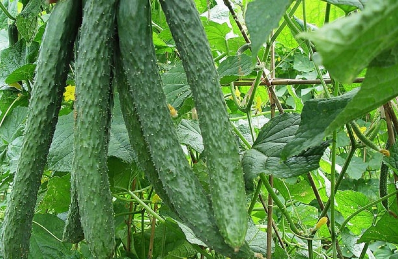 農(nóng)藥殘留檢測(cè)儀檢出韭菜和黃瓜易超標(biāo)